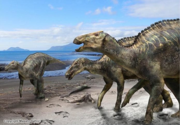 Dino_Kamuysaurus