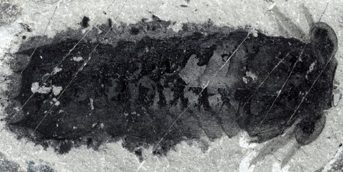 Fossil
