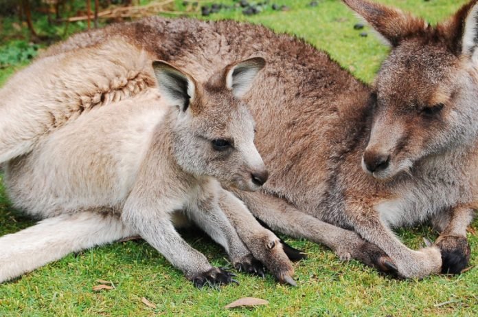 kangaroo-802458_1280