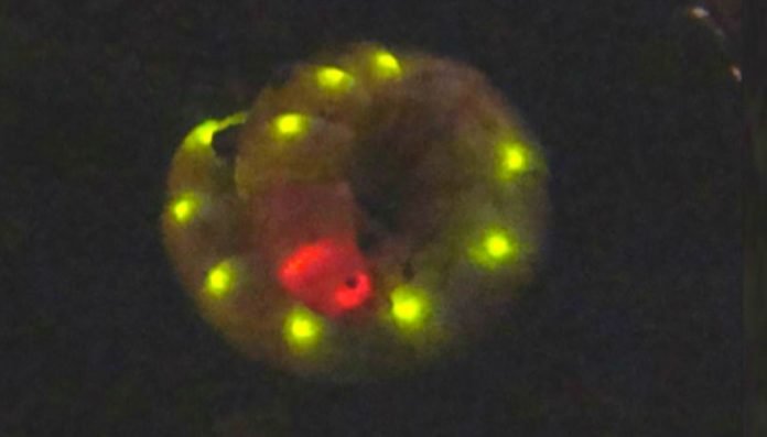 larva