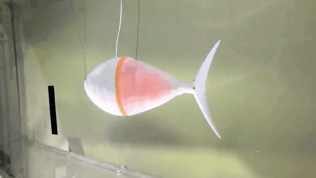 PeixeRobo1