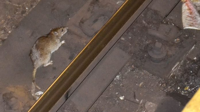 RatoNYC