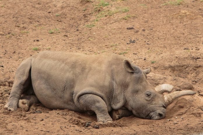 rino