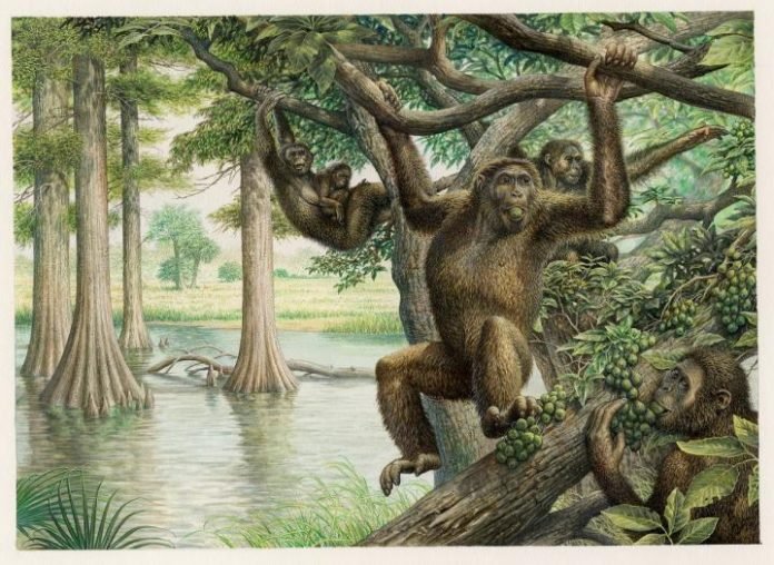 rudapithecus