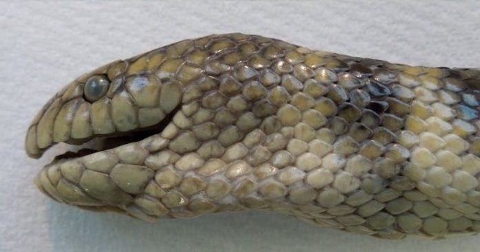 SeaSnake