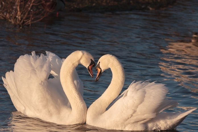 Cisnes