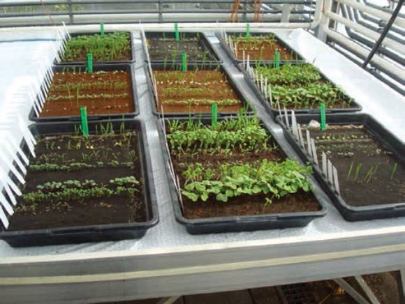 Cultivo
