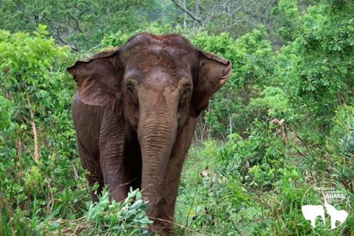 elefante