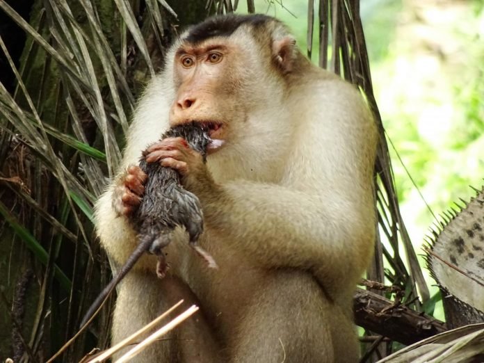 Macaco