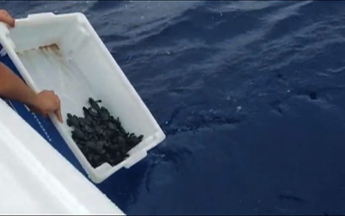 tartarugas_soltura