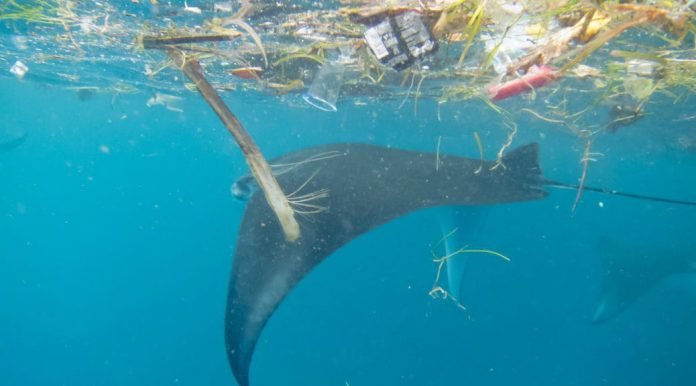 Mantas