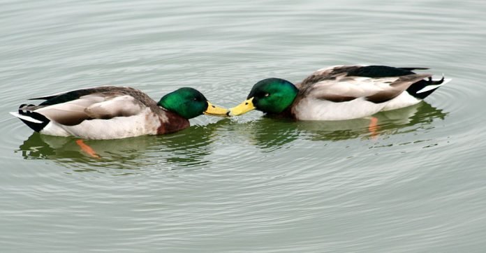 Patos-reais