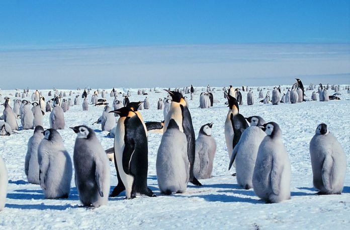 Pinguim