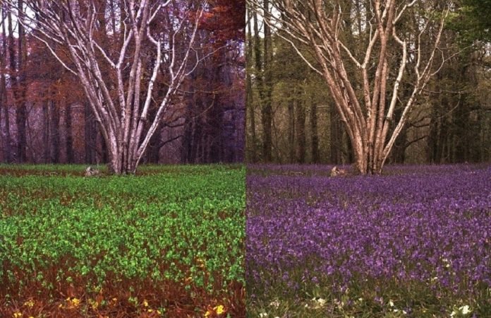 Animal_view