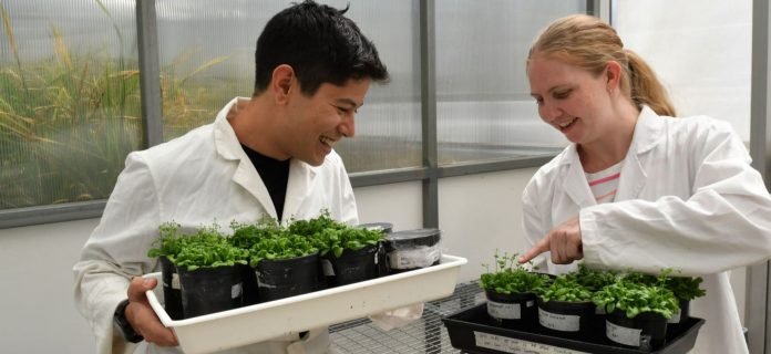 Arabidopsis