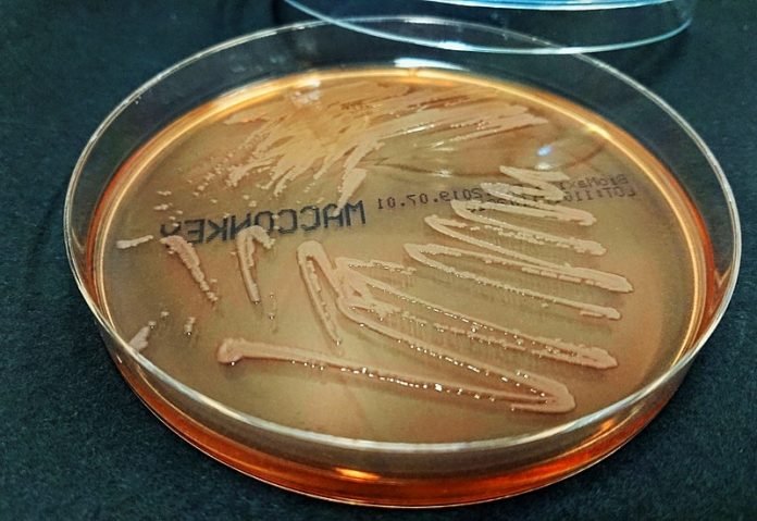 Bacteria