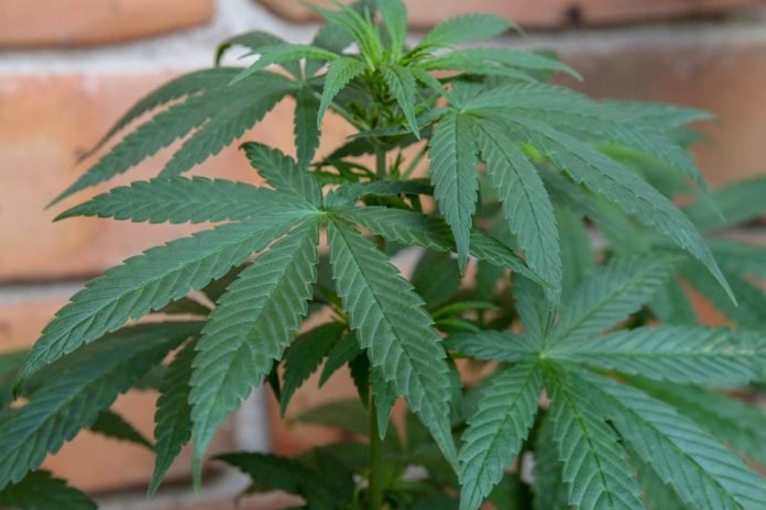 Cannabis