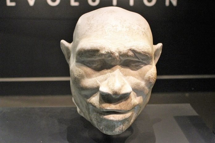 Erectus2