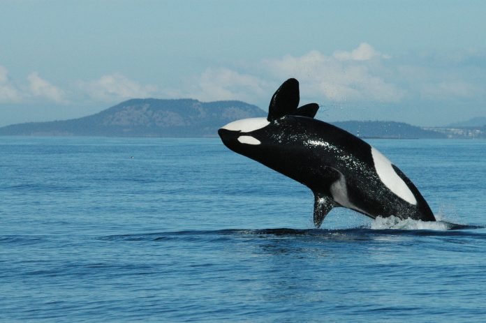 Orca