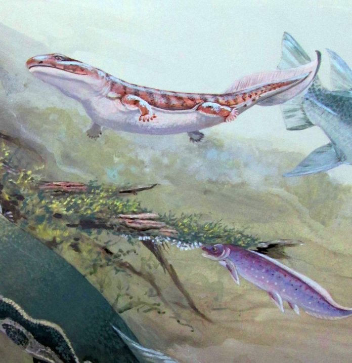 Peixe