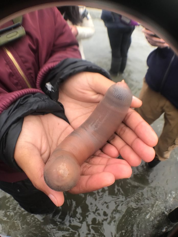 WormCommons