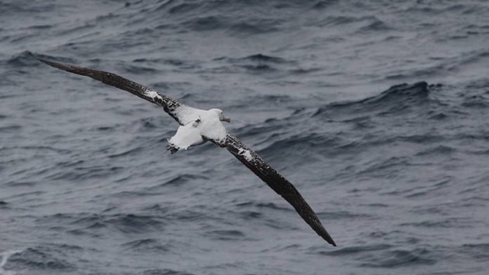 Albatroz