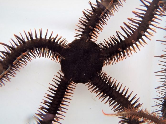 Estrela