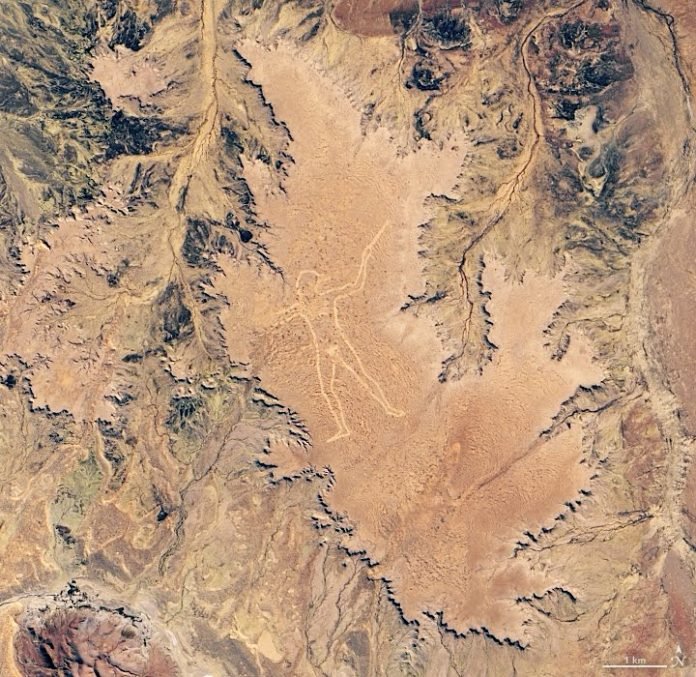 Marree