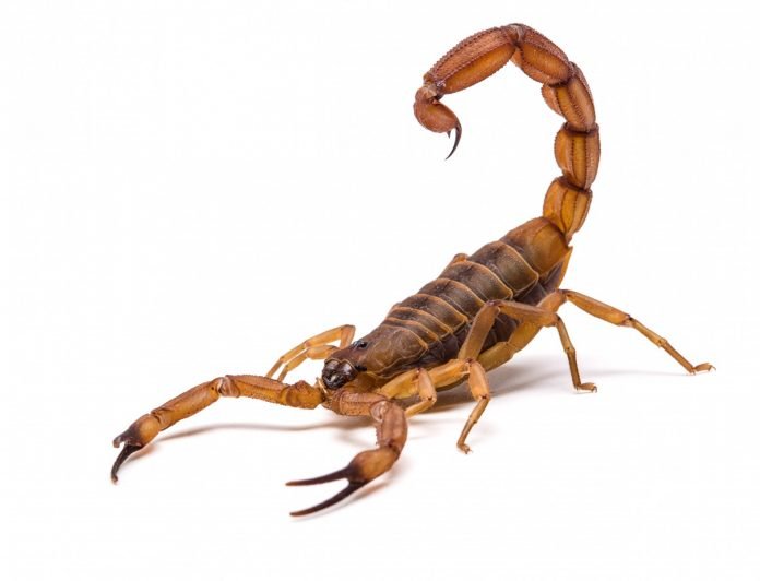 Scorpio