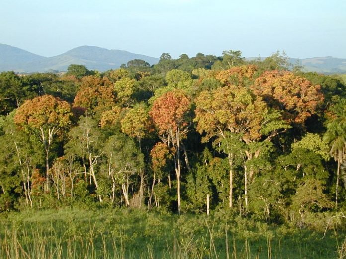 Floresta