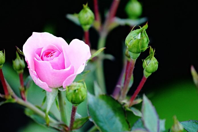 Rosa