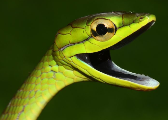 snake-2