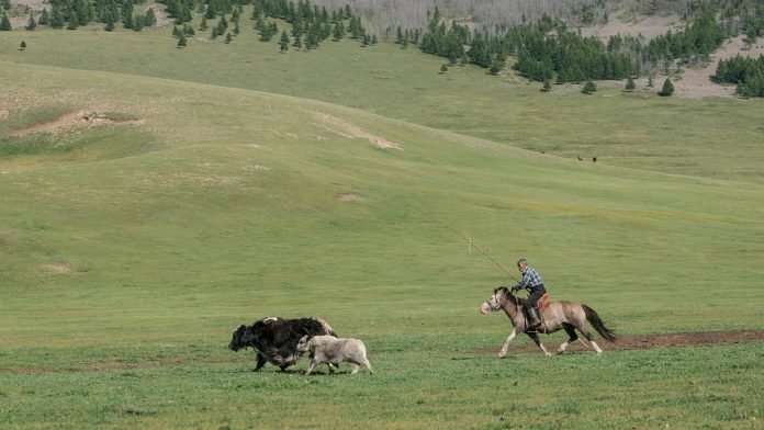 Mongolia2