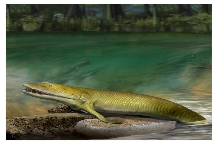 Peixe