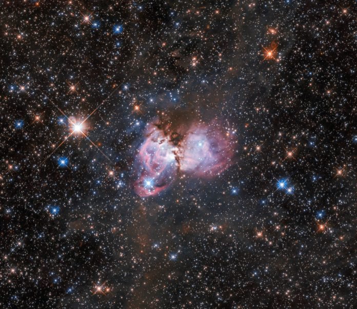 Tarantula