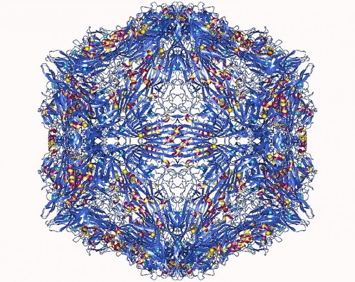 Virus