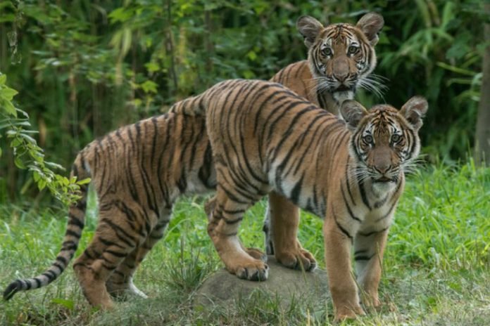 Tigre