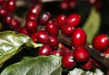 Produção de café cria alternativa ao desmatamento em Rondônia