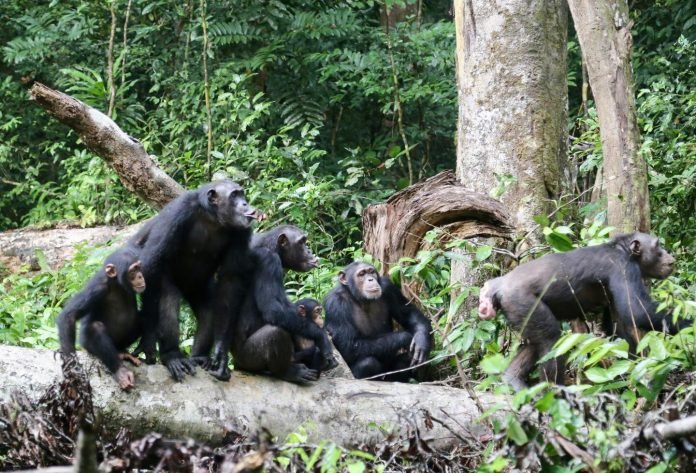 Chimpanzes
