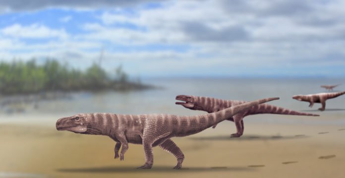 Croc1