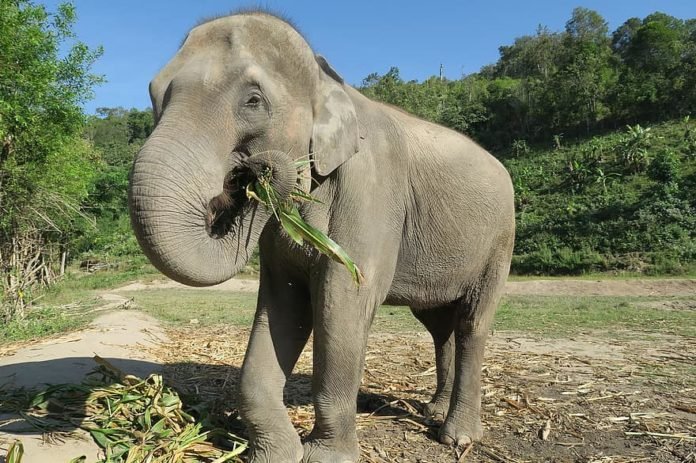 Elefante