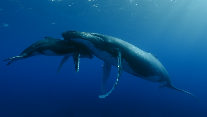 OS GIGANTES DO OCEANO