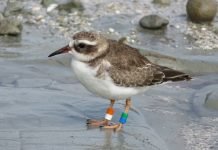 Aves mudam comportamento durante quarentena na Nova Zelândia