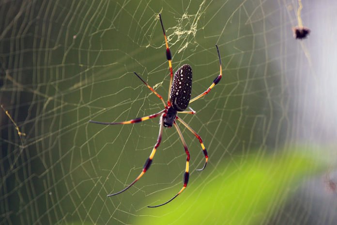 Aranha