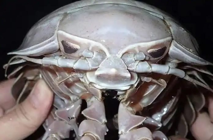 Barata