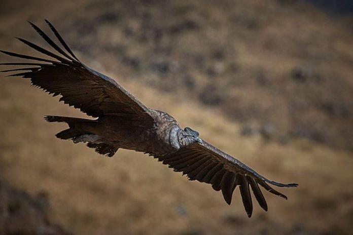 Condor