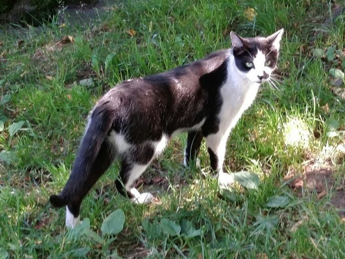 Gato