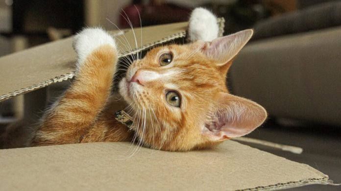 Gato1