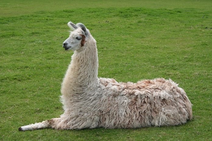 Lhama