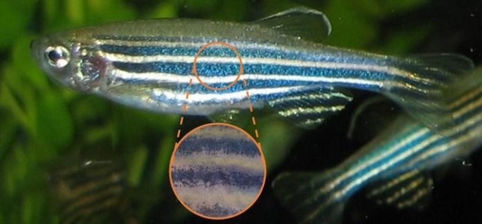 PeixeZebra